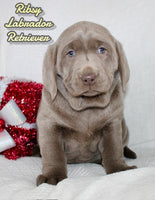 Labrador Retriever