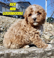 Rick Male F1BB Mini Goldendoodle $995