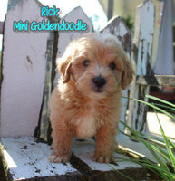 Rick Male F1B Mini Goldendoodle $999