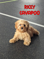 Ricky Male F1 Cavapoo $1195