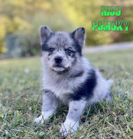 Rico Male Pomsky $875