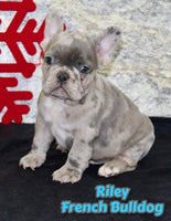 Riley Male AKC French Bulldog $1495