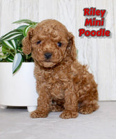 Riley Male AKC Mini Poodle $1150