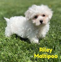 Riley Male Maltipoo $1375