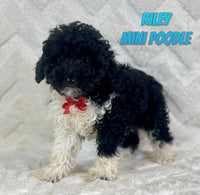 Riley Male Mini Poodle $975