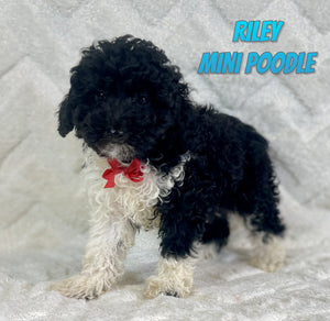 Mini Poodle