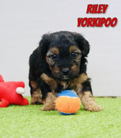 Riley Male Yorkipoo $795