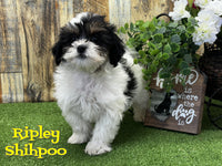 Ripley Male Shihpoo $495