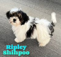 Ripley Male Shihpoo $325