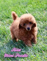 Rita Female AKC Mini Poodle $475