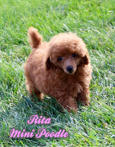 Mini Poodle