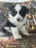 River Female AKC Mini Australian Shepherd $750