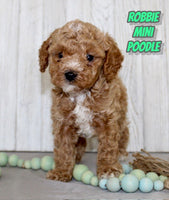 Robbie Male AKC Mini Poodle $1150