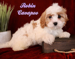 Cavapoo