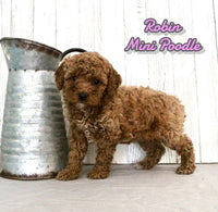 Robin Female AKC Mini Poodle $750