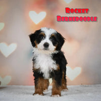 Rocket Male F2 Mini Bernedoodle $850