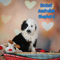 Rocket Male Australian Shepherd $435