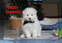 Rocky Male AKC Samoyed $2400