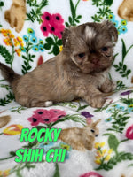 Rocky Male Shih-Chi $850