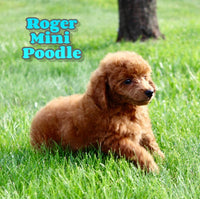 Roger Male AKC Mini Poodle $650