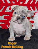 Roger Male AKC French Bulldog $1495