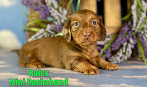 Mini Dachshund