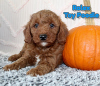 Rolex Male AKC Toy Poodle $875