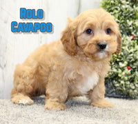 Rolo Male F1B Cavapoo $1055