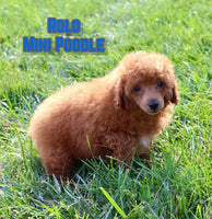 Rolo Male AKC Mini Poodle $650