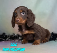 Mini Dachshund