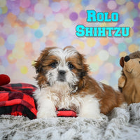 Shihtzu