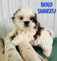 Rolo Male Shihtzu $750