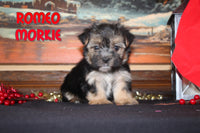 Romeo Male Morkie $865