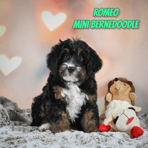 Mini Bernedoodle