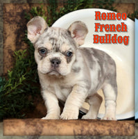 Romeo Male AKC French Bulldog $1850