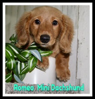 Romeo Male AKC Mini Dachshund $1300