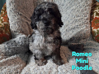 Romeo Male Mini Poodle $1150