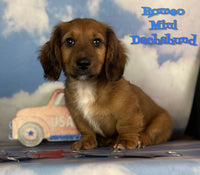 Romeo Male ACA Mini Dachshund $1375
