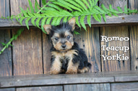 Romeo Male Teacup Yorkshire Terrier $2300