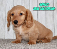 Romeo Male AKC Mini Dachshund $2350