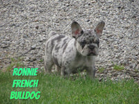 Ronnie Male French Bulldog $2800