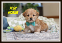 Rory Male Morkie $1600