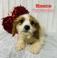 Rosco Male F1B Cavapoo $450