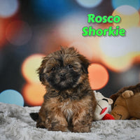 Rosco Male Shorkie $700