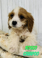 Rosco Male F1B Cavapoo $650