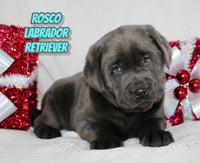 Rosco Male AKC Labrador Retriever $1250