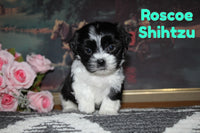 Roscoe Male Shihtzu $750