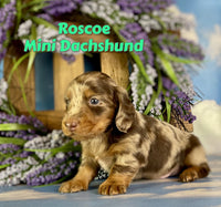 Roscoe Male ACA Mini Dachshund $2725