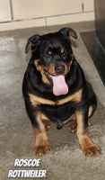 Roscoe Male Rottweiler $950