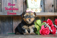 Rose Female Yorkshire Terrier $1095